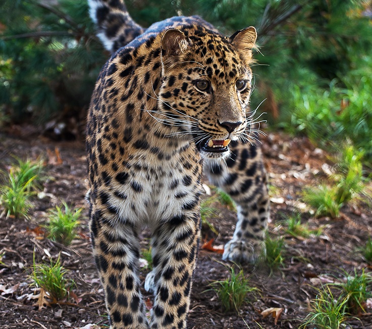 Leopard at Staten Island Zoo