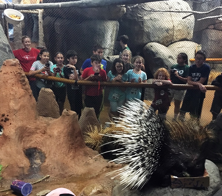 Porcupine at Staten Island Zoo