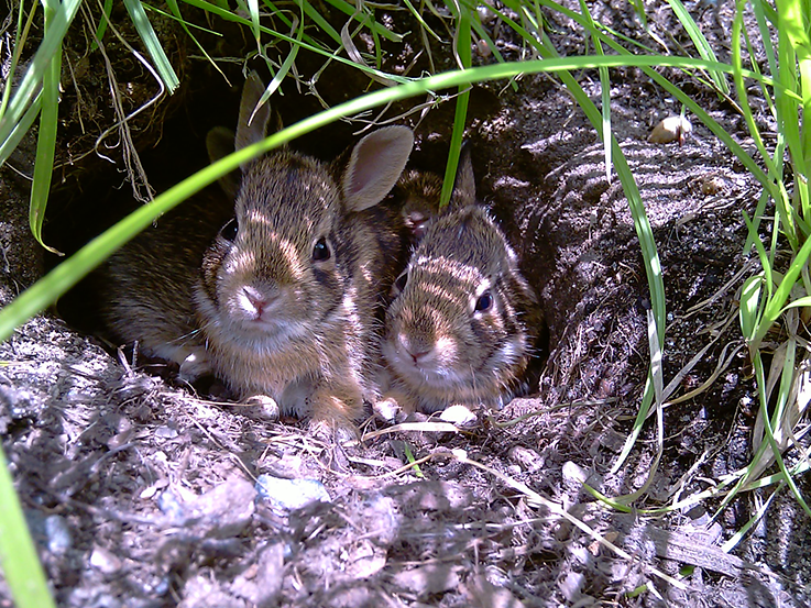 Baby rabbits at Brooklyn Botanic Garden