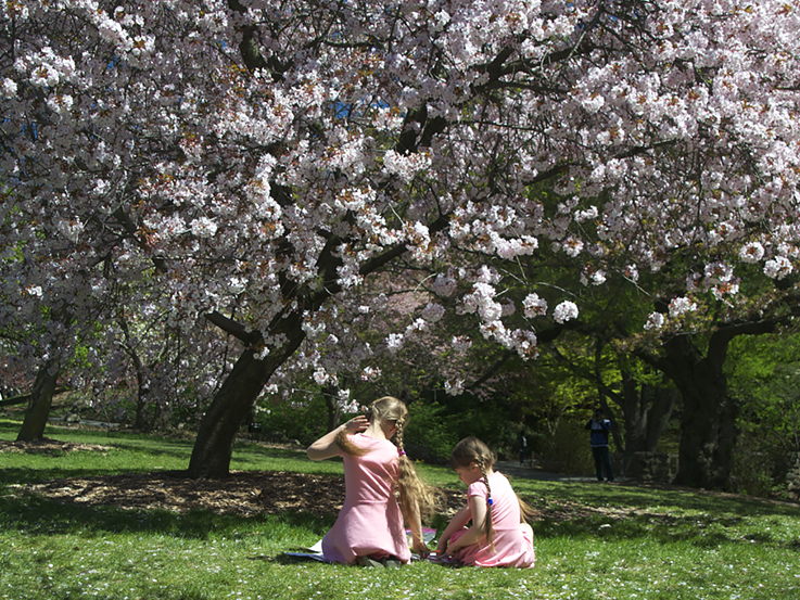 Cherry blossom at Brooklyn Botanic Garden