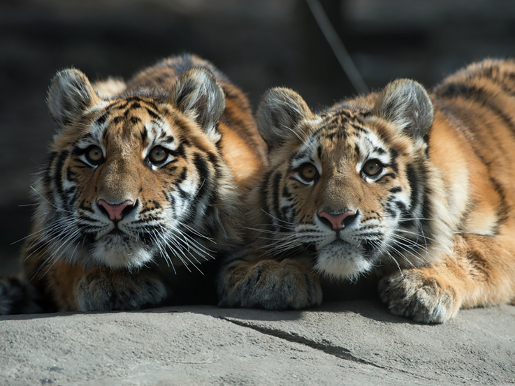 Amur Tiger Cubs