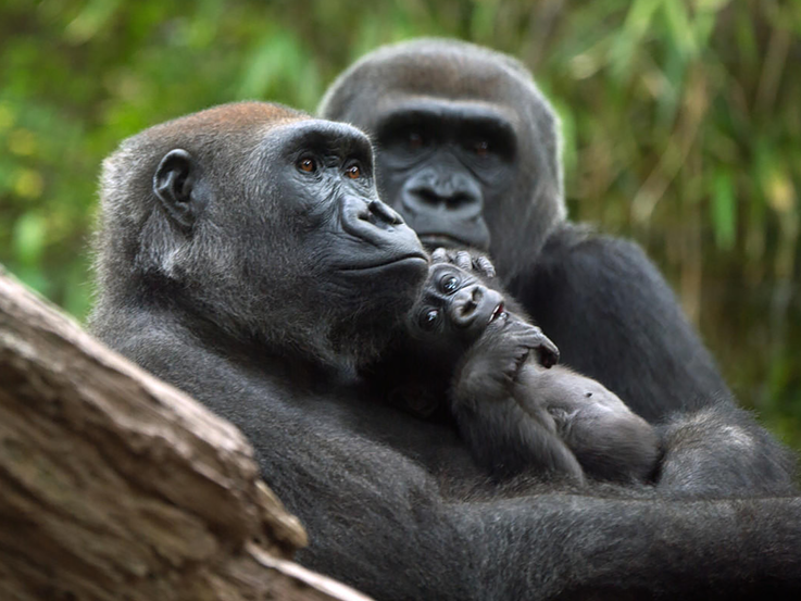 A gorilla family of three