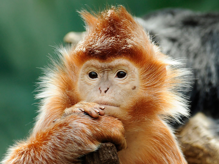 Ebony Langur at Bronx Zoo