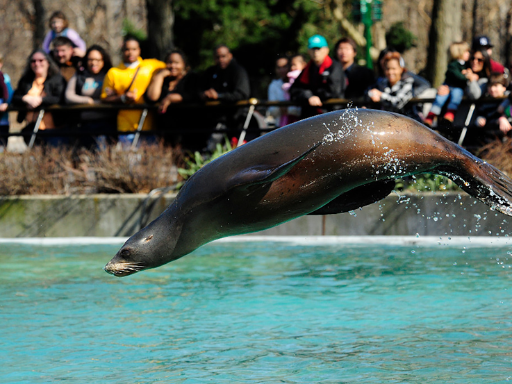 California Sea Lion show