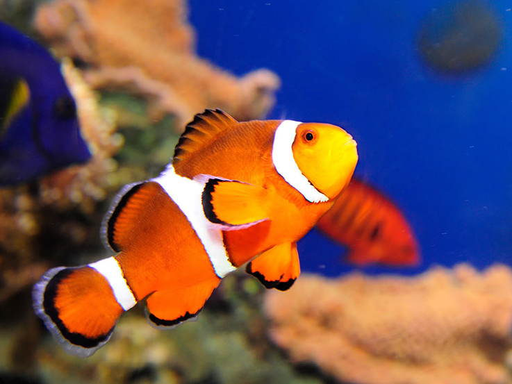 Clown fish image