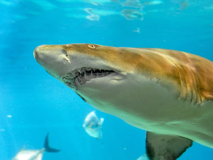 Sand Tiger Shark image