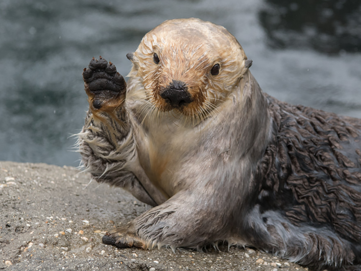 Otter image