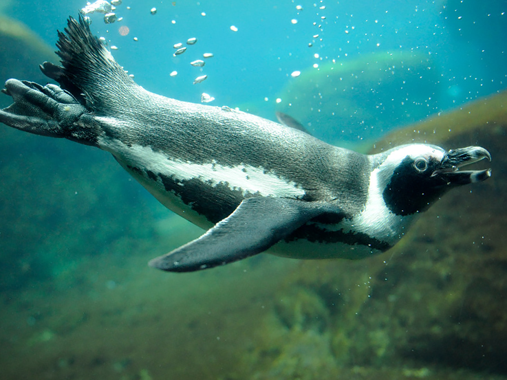 Black-footed Penguin image