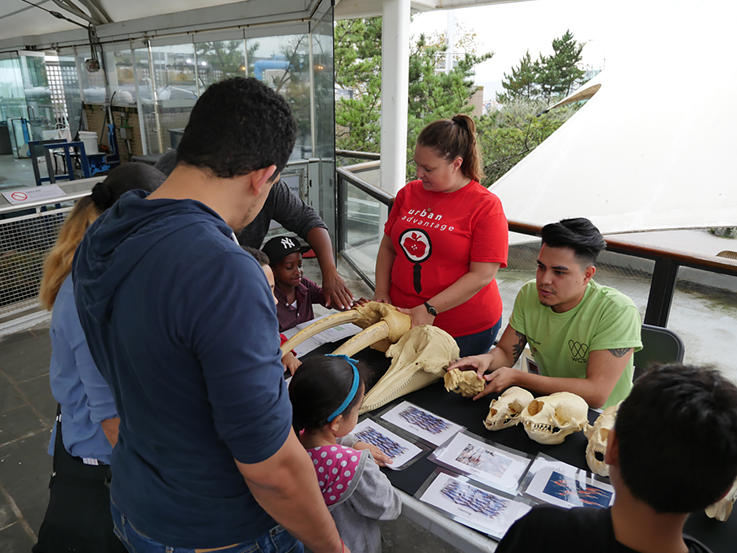 Kids are investigating skulls