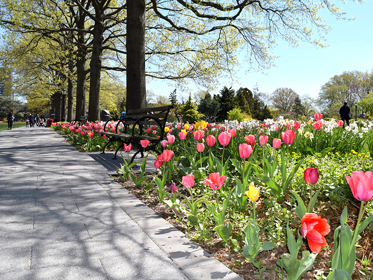 Tulips at Queens Botanical Garden
