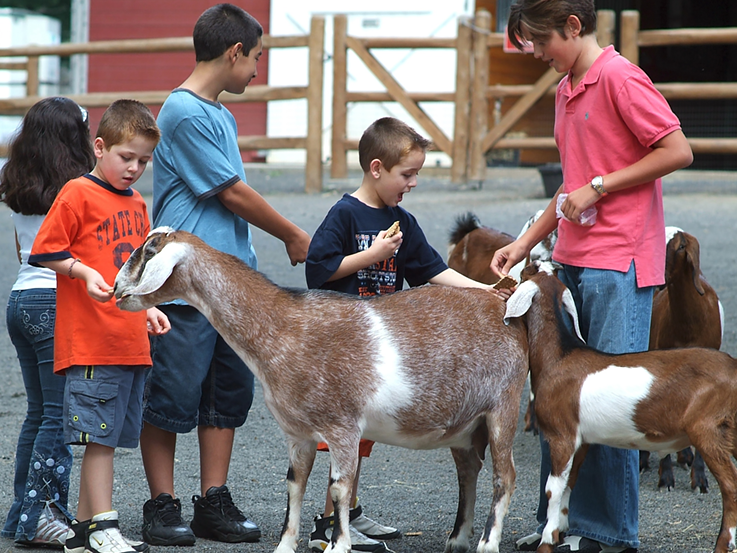 Petting Zoo