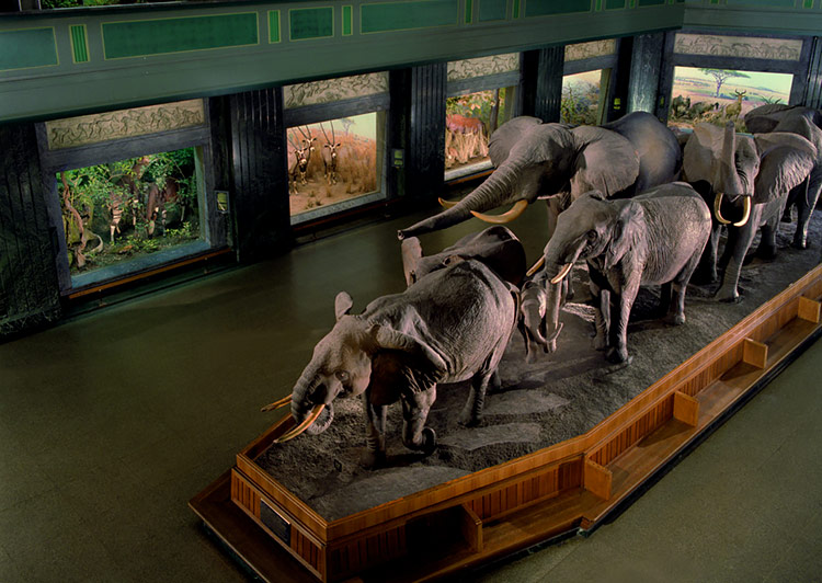 The African elephant at Hall of African Mammals