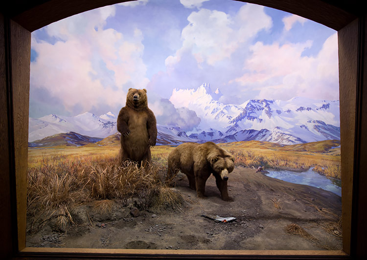 Alaska Brown Bear Exhibition at Hall of North American Mammals
