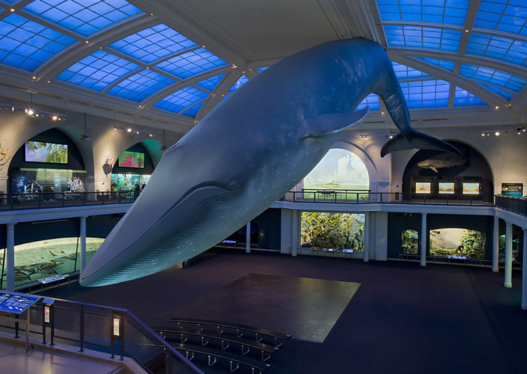 Giant Blue Whale Model at Hall of Ocean Life