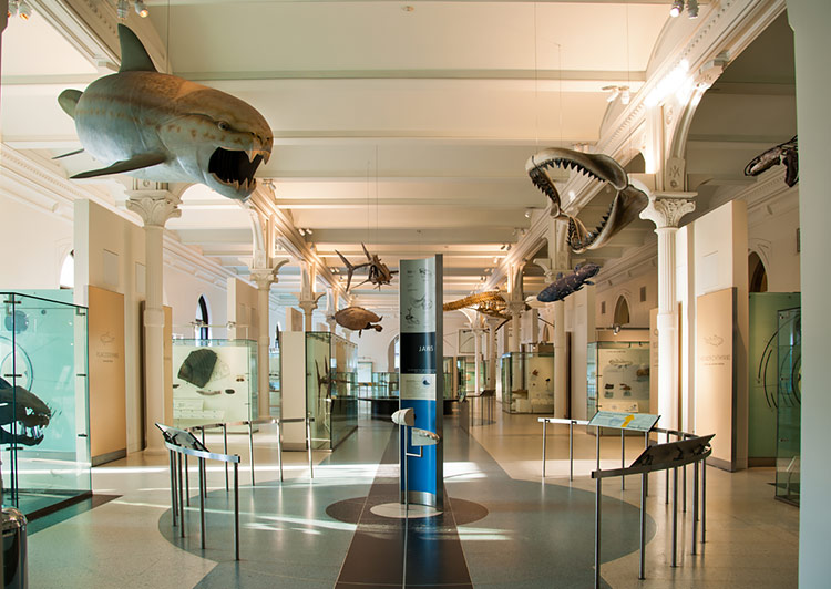 Fossil Specimens at Hall of Vertebrate Origins