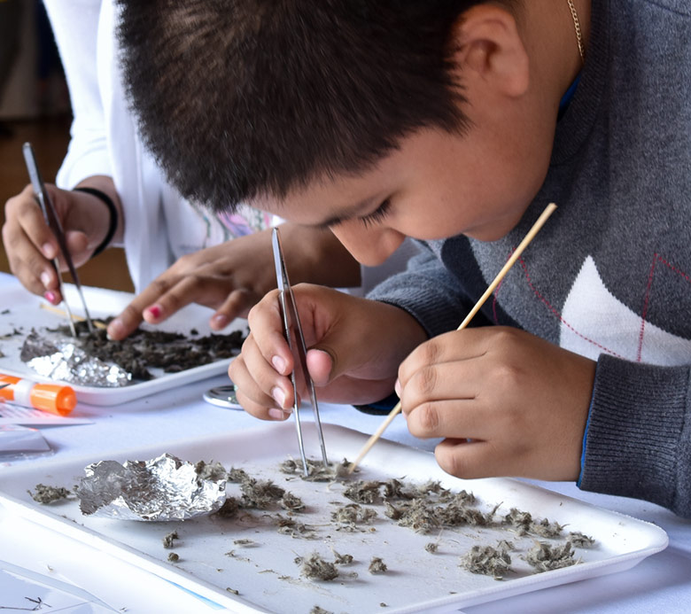 A boy and a girl using forceps and a probe to dissect owl pellets to explore the predator-prey relationships in an ecosystem