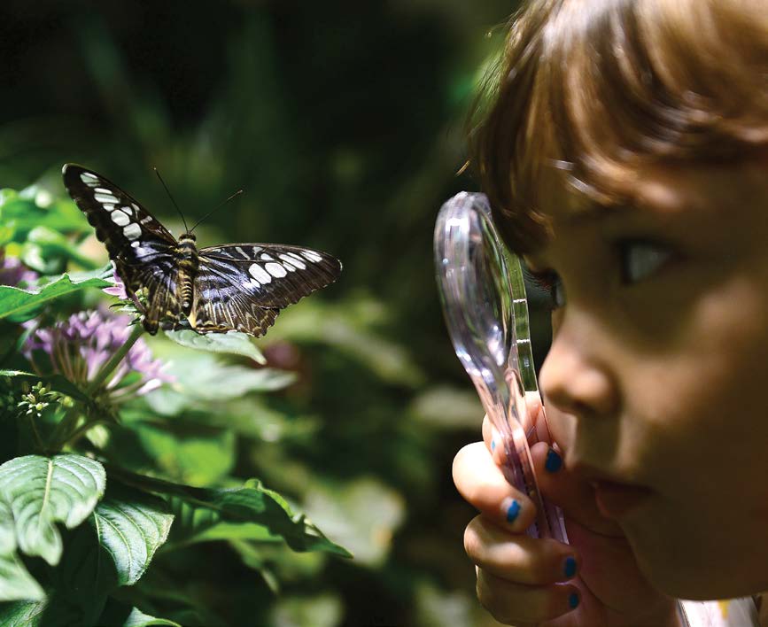 Girl looking at the butterfly with a magnifying glass